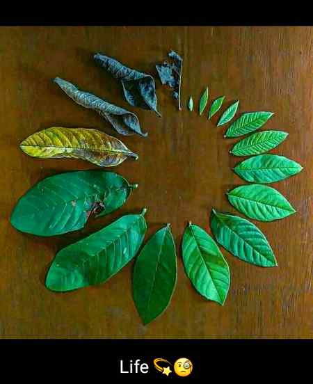 Life 😗🌻🌹🌷🌹🌷🌺🌻🍁