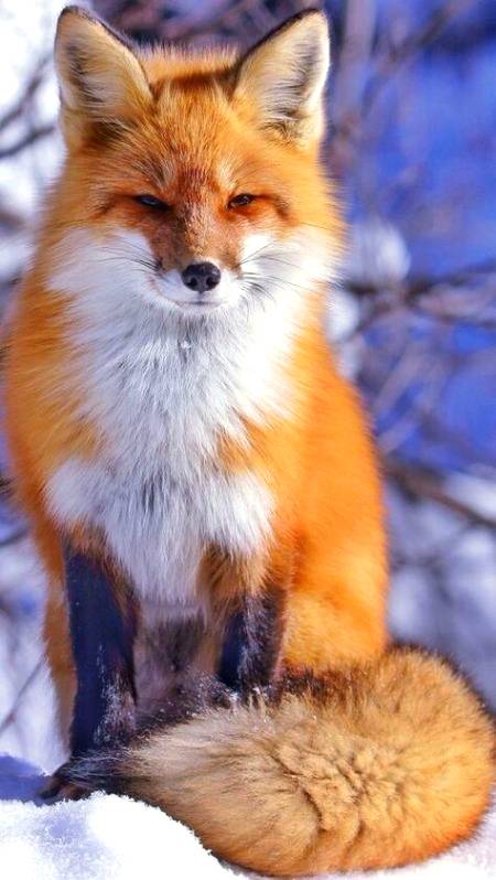 Why are foxes so incredibly cute?we can't seem to get over their gorgeous, vibrant,red coat,their doe_eyed look,and that sweet smile!!so many adorable qualities,we can't and we won't over stop obsessing over them.you'll just have to deal with it 💕💕