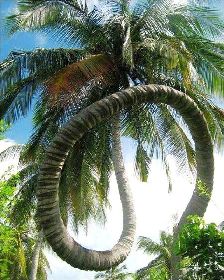 Beautiful coconut tree twisted stem.. like 🔥