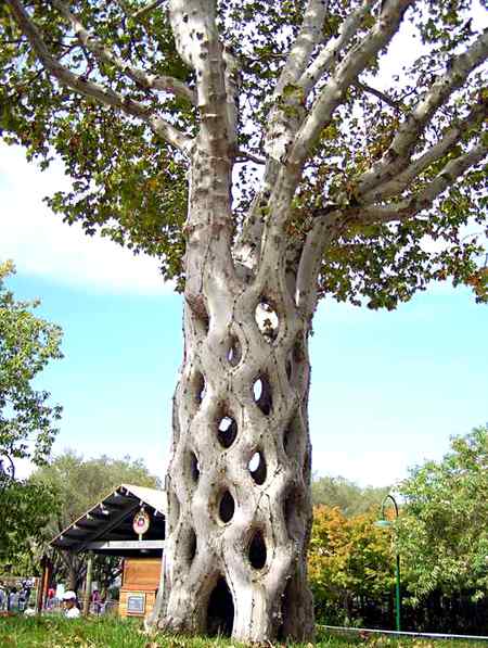 Amazing 👌🏻 tree stem...tall tree
