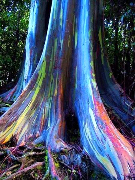 Amazing tree view rainbow color