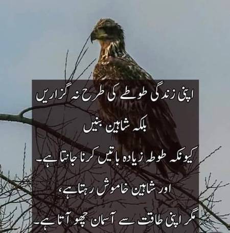 شاہین بن