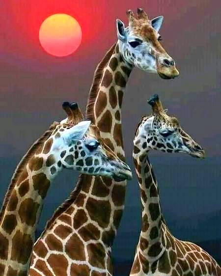 Stunning wildlife photography!