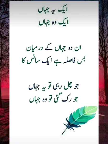 ...🌸🌸🌸🌸...