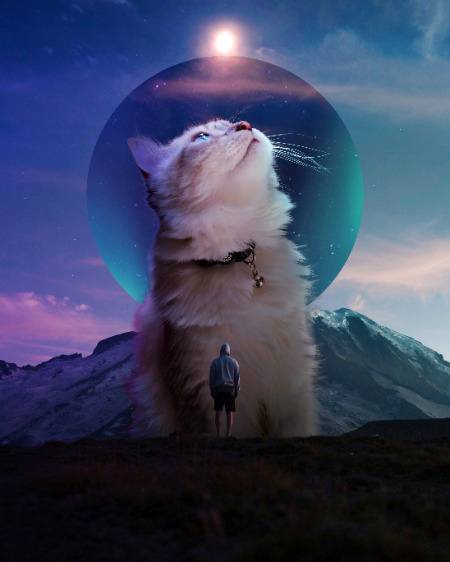 A cat in dark..