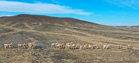 Wildlife are seen in Kalamayli Nature Reserve, northwest China's Xinjiang Uygur Autonomous Region.
Various endangered species inbabit in the reserve. FlyOverChina