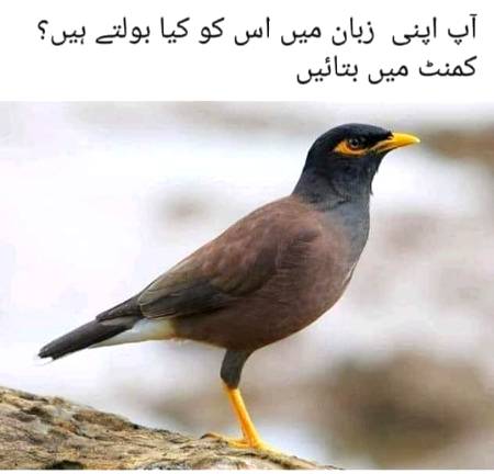 Is ko kiya khty hain???