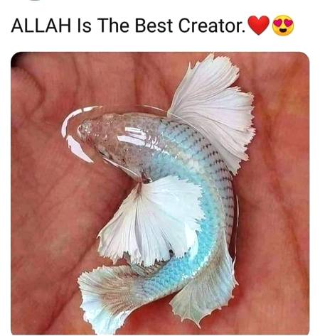 Allah is a best creator