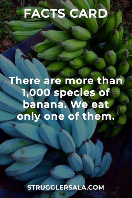 Do you know that about bananas??