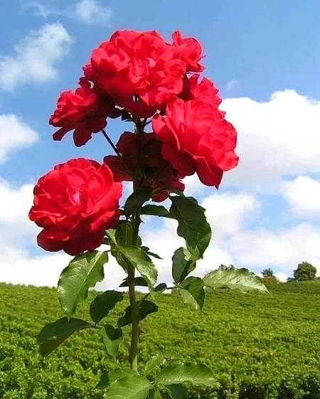 ✍🏻 *اَقوال زریں*
جس طرح ایک  بچے کو یقین ہوتا ہے کہ اس کی ماں اسے گرنے نہیں دے گی اسی طرح ہمیں ستر ماٶں سے بھی زیادہ
پیار کرنے والے اپنے رب پر بھروسہ کرنا چاہیے.❤

 🌹🌹RoSe🌹🌹
