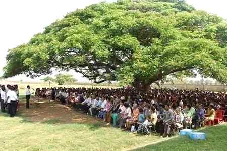 Imagine the size of the tree🌳