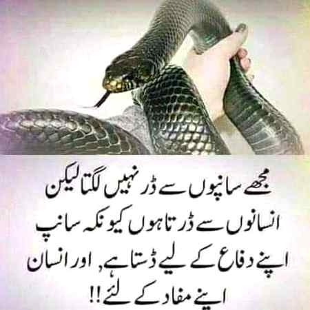 Hate matlub parast log