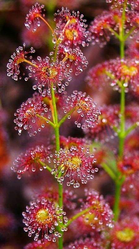 Beautiful flowers with dew🌹🌹👌👍✌👆🔥