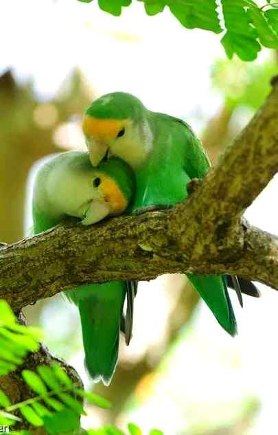 Tumy Apna Samjhty hain Tbhi

Toh Ladty hain__

Warna Hum Toh Gheron K 

Monh bi Nahi Lagty 👉 🐒 ☺
