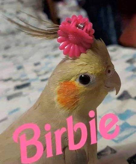 Heeyyyy yaalll birbiee wansay hiii again (=