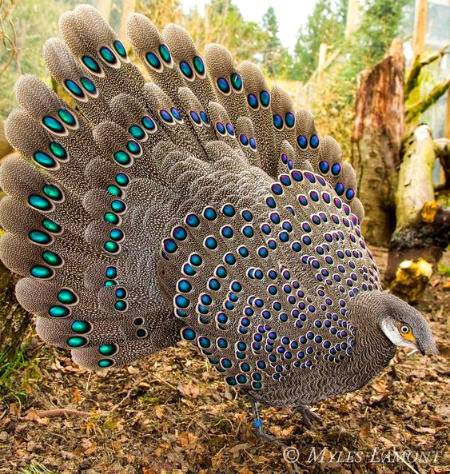 Gray Peacock