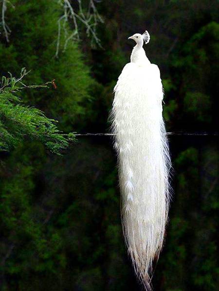Beautyful white pecoke