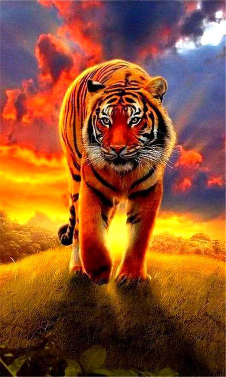 Amazing Tiger click!