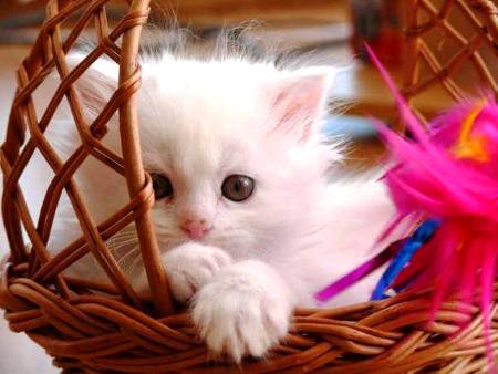 Beauty..