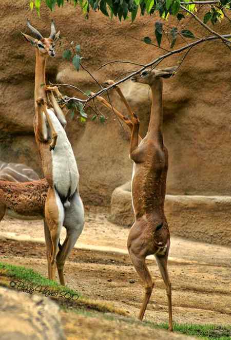 Beautiful animals...