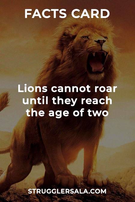Do you know that about lions