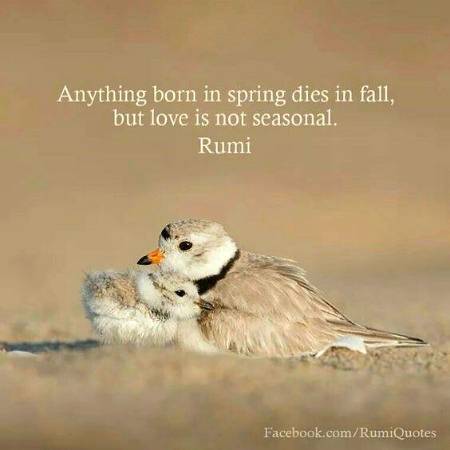 RUMI'S WORDS
