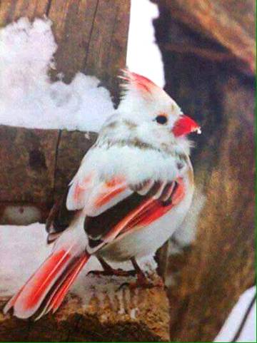 Beauty wild bird..