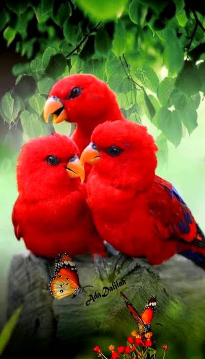 Beautiful birds ❤