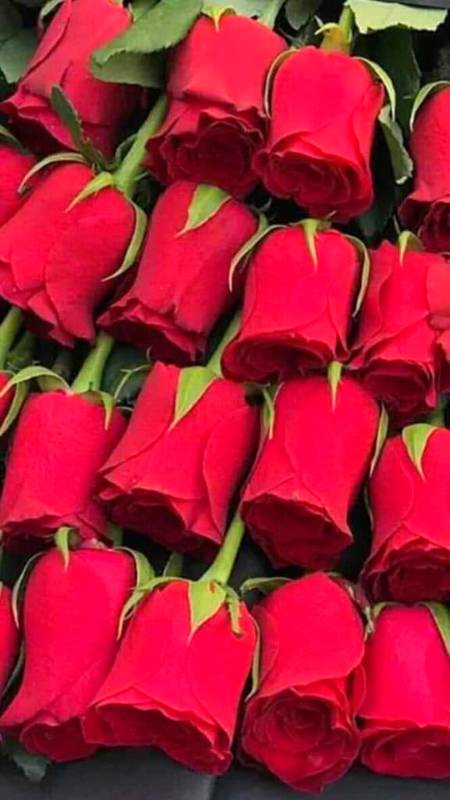 کڑے سفر کا تھکا مسافرتھکا ہے ایسے کہ سو گیا ہےخود اپنی آنکھیں تو بند کر لیں، ہر آنکھ لیکن بھگو گیا ہے