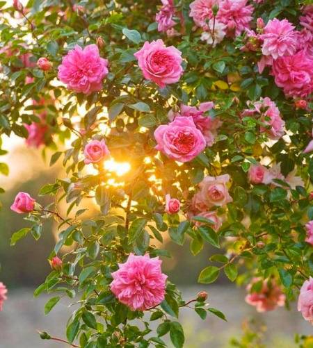 کنول، گلاب، یاسمین،چنبیلی اورریحان
ہر ایک سے ہے پر کشش، اس کے رُخسار کا تل