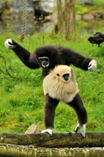 Weibhandgibbon im fota Wildlife Park,Cork,irland,Lar gibbons in fota Wildlife park,cork,irland💕💕