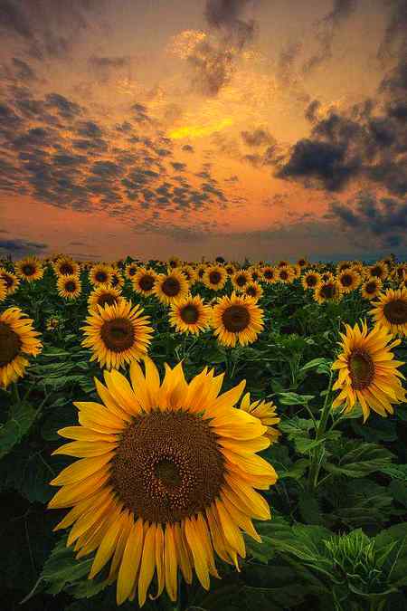 Beautiful sunset view❣️❣️