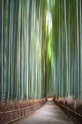 Beautiful trees in Japan 💕💕