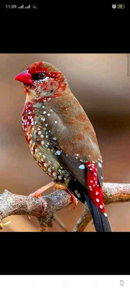 *قدرت کی کاریگری کا ایک  حسین شاہکار ۔*
*تم اپنے رب کی کون کون سی نعمت کو جھٹلاو گے*