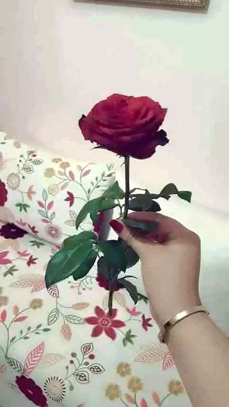 hlo friends