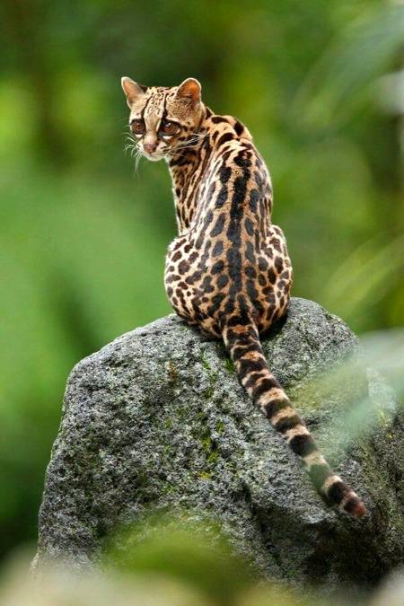 Margay Cat(Leopardus weidii) central and South America 💕💕