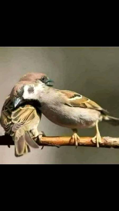 *ایک چڑی اور چڑا شاخ پر بیٹھے تھے*
 *دُور سے ایک انسان آتا دیکھائی دیا۔ چڑی نے چڑے سے کہا کہ اُڑ جاتے ہیں یہ ھمیں مار دے گا۔*
*چڑا کہنے لگا کہ بھلی لوک دیکھو ذرا اسکی دستار پہناؤا شکل سے شرافت ٹپک رھی ھے یہ ھمیں کیوں مارے گا۔*
*جب وہ قریب پہنچا تو تیر کمان نکالی اور چڑا مار دیا*
 چڑی فریاد لےکر بادشاہ وقت کے پاس حاضر ھو گئی۔ شکاری کو طلب کیا گیا۔ شکاری نے اپنا جرم قبول کر لیا۔ بادشاہ نے چڑی کو سزا کا اختیار دیا کہ جو چایے سزا دے۔
*چڑی نے کہا کہ اسکو بول دیا جاۓ کہ!!*
*اگر یہ شکاری ھے تو لباس شکاریوں والا پہنے۔*
*شرافت کا لبادہ اتار دے۔*
*(مولانا رومی)*