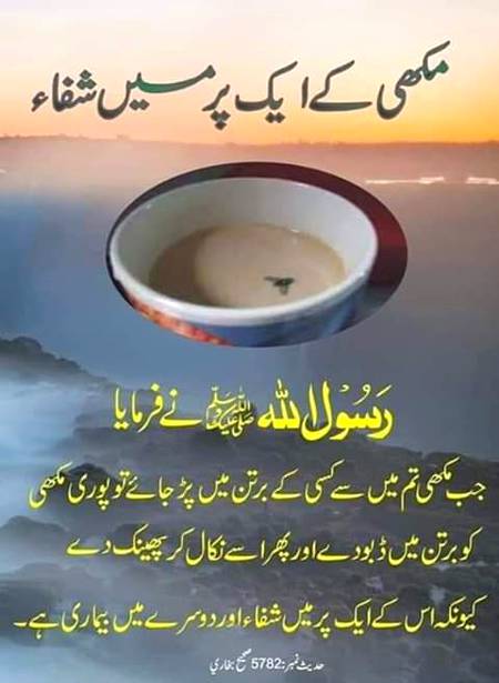 مکھی کے ایک پر میں بیماری اور ایک پر میں شفاء ہے