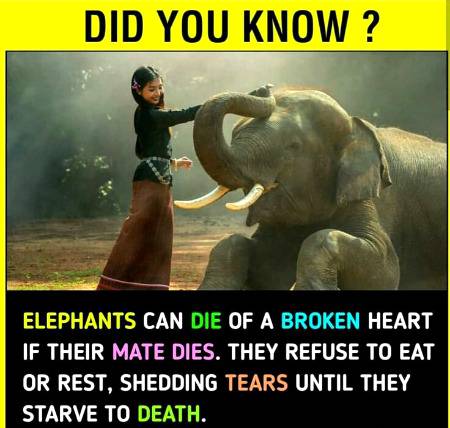 Aha the are also loyal to their master