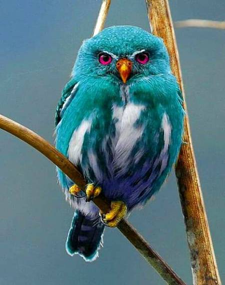 Beauty wild bird