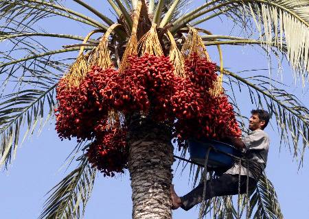 In harvesting process .Always collect the ripe dates from clusters and later it kept in the sunlight