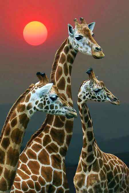 Beautiful Giraffe...