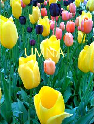 Very beautiful followers