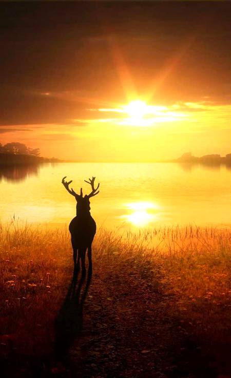 Edited pic animal amazing 🔥