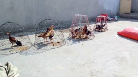 Qaid ba mushaqqt phool nhe chorty ye log