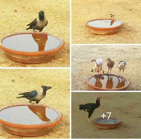 گرمی کا موسم شروع ہو گیا ہے ۔ برائے مہربانی آپ اپنے گھروں کی چھتوں پر کسی بھی برتن میں پانی بھر کر رکھ دیں تاکہ اللہ کی مخلوق اس سے فائیدہ حاصل کر سکے ۔ اس میسیج کو فارورڈ کر دیں ۔ شکریہ ❤