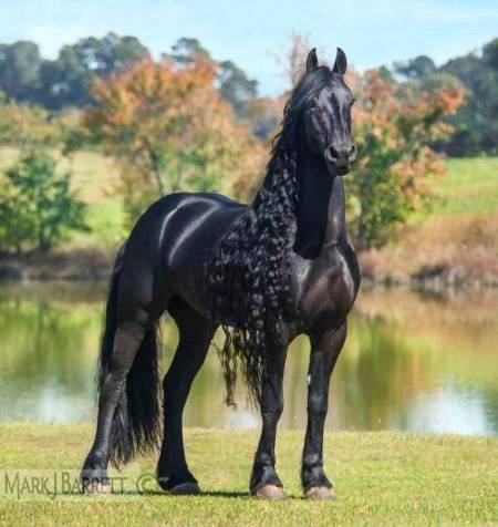 Black horse 💕💕