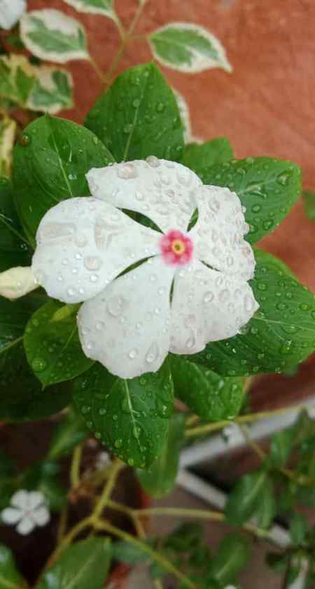 Flower ✌