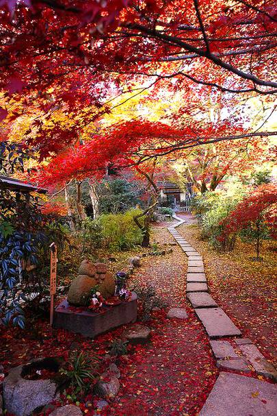 beautiful view in Autumn,Nara,Japan