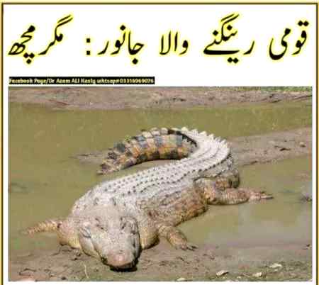 Mughal sharni